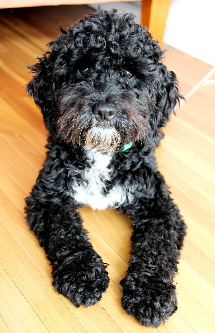 Вельштерьер и Фокстерьер