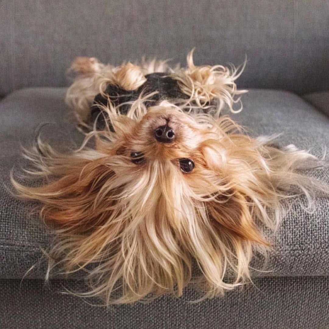 Toy Poodle собака