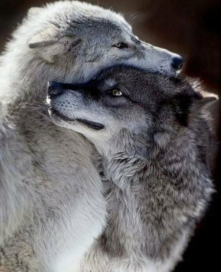 Волк и волчица