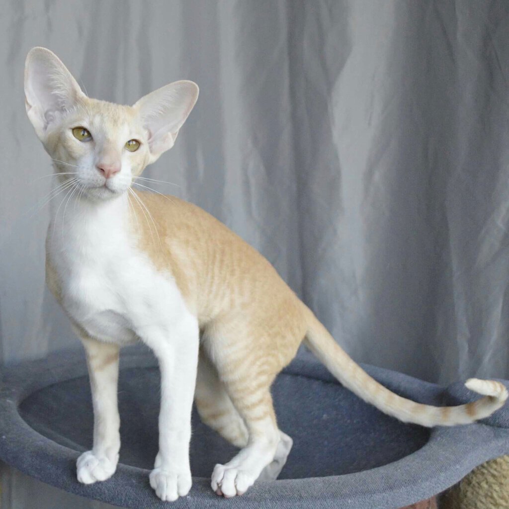 Египетская Ориентальная кошка