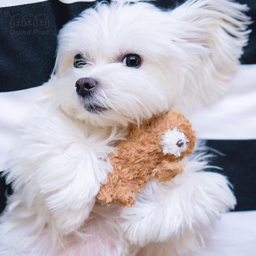 Мальтийская болонка Teacup