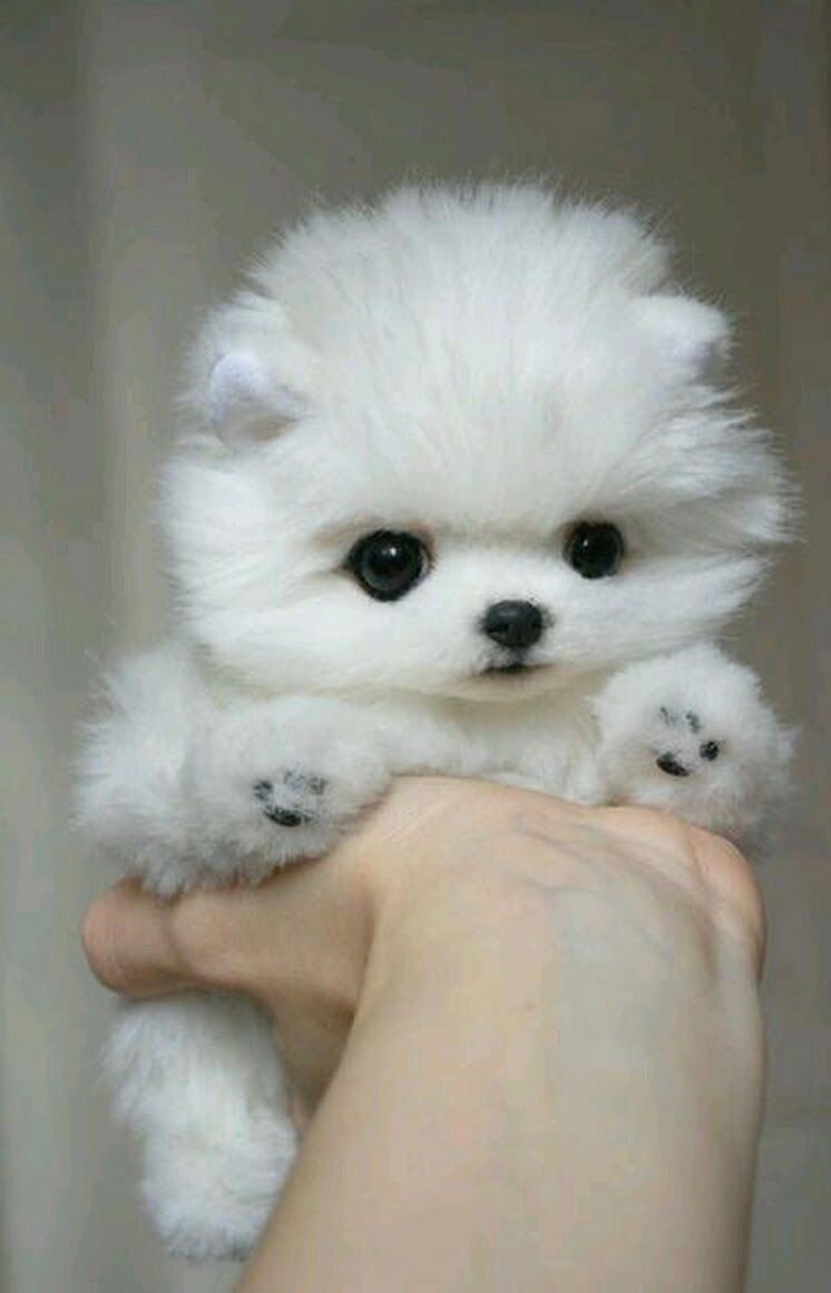 Шпиц померанский карликовый белый