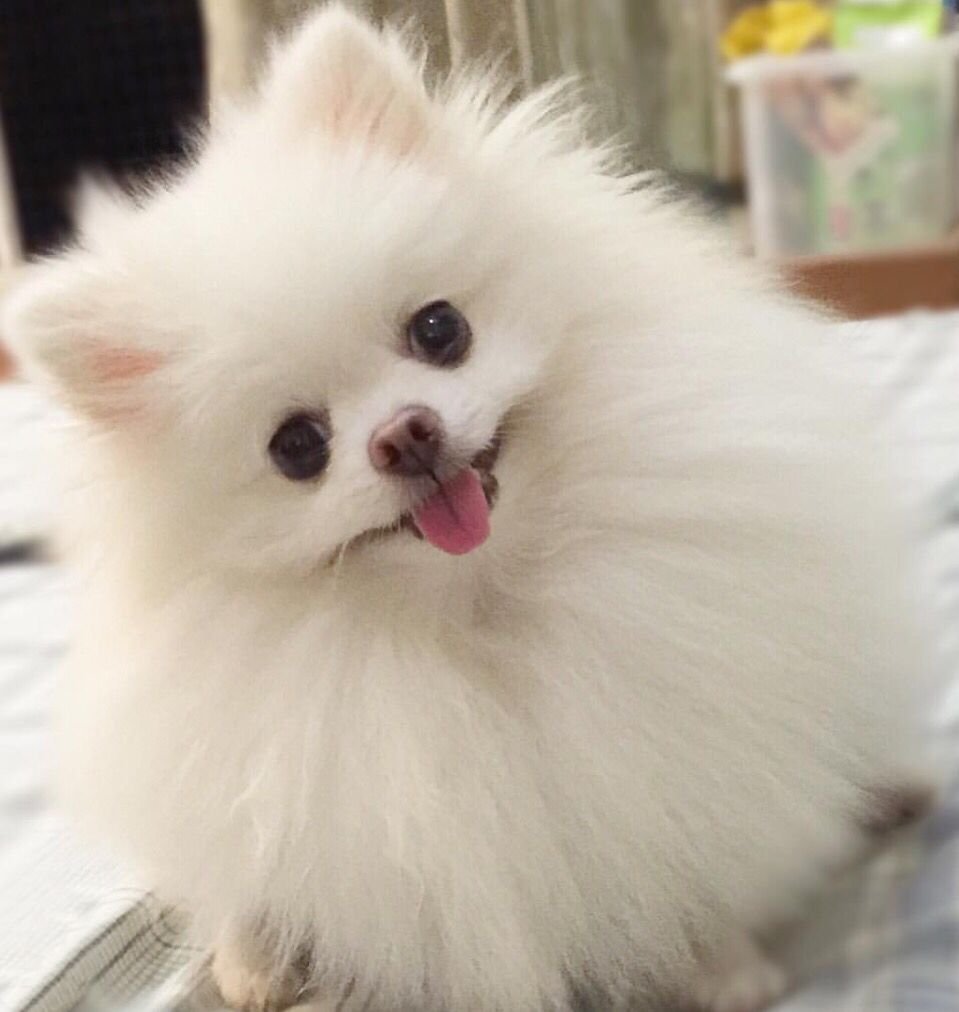 Эстетика шпиц померанский белый