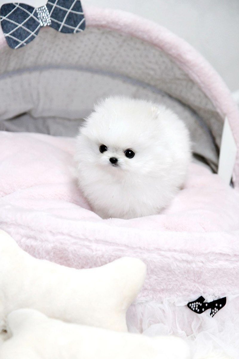 Китайская собачка маленькая пушистая