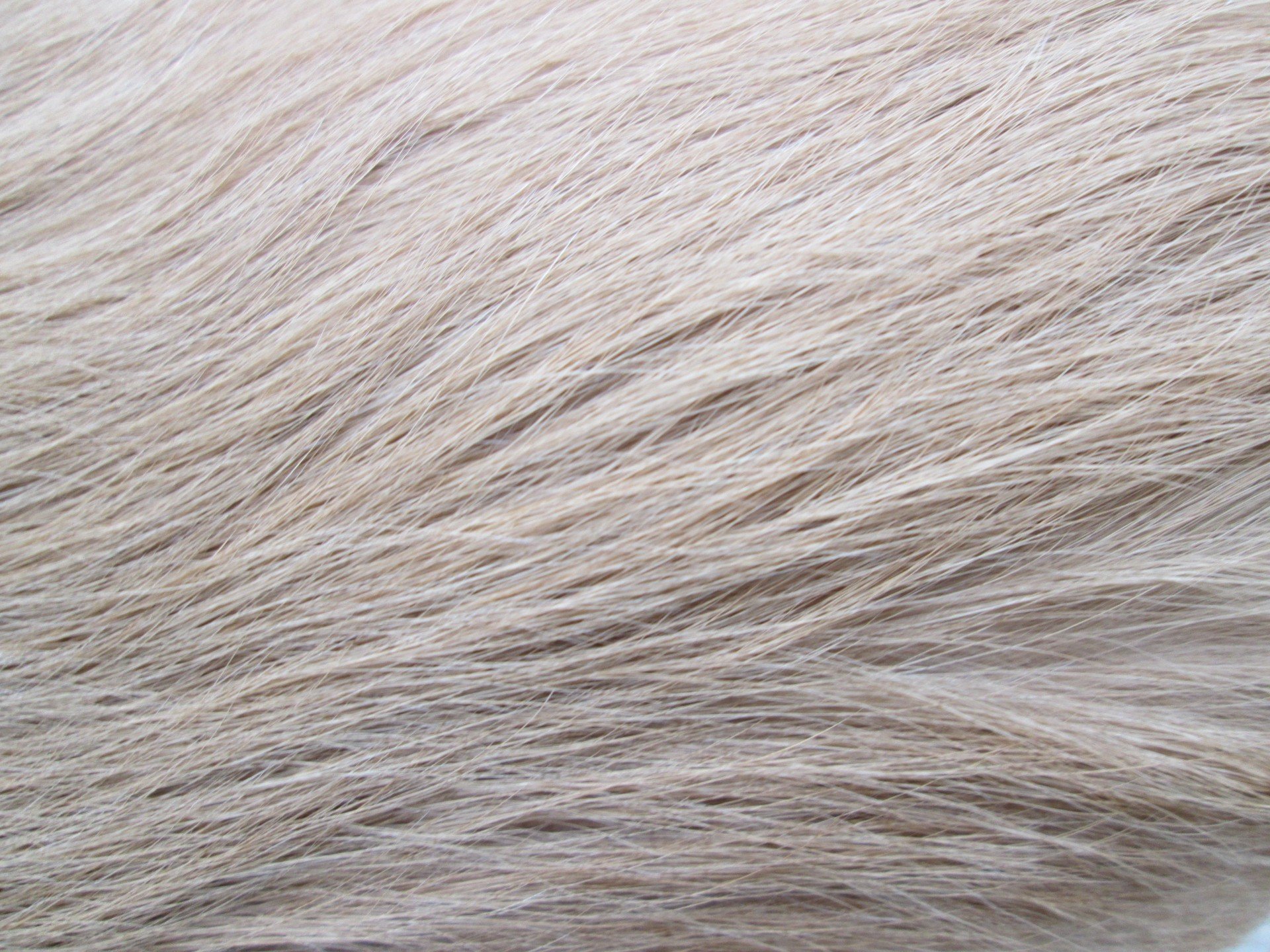Обычная шерсть собаки. Текстура шерсти. Шерсть собаки. Белая шерсть. Серая шерсть.