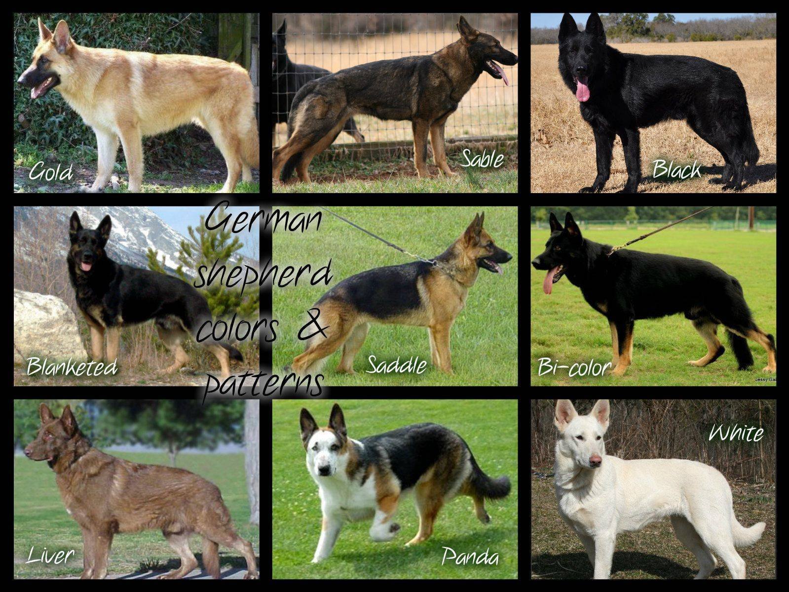 Разновидности немецких овчарок (белая, черная, китайская и другие)