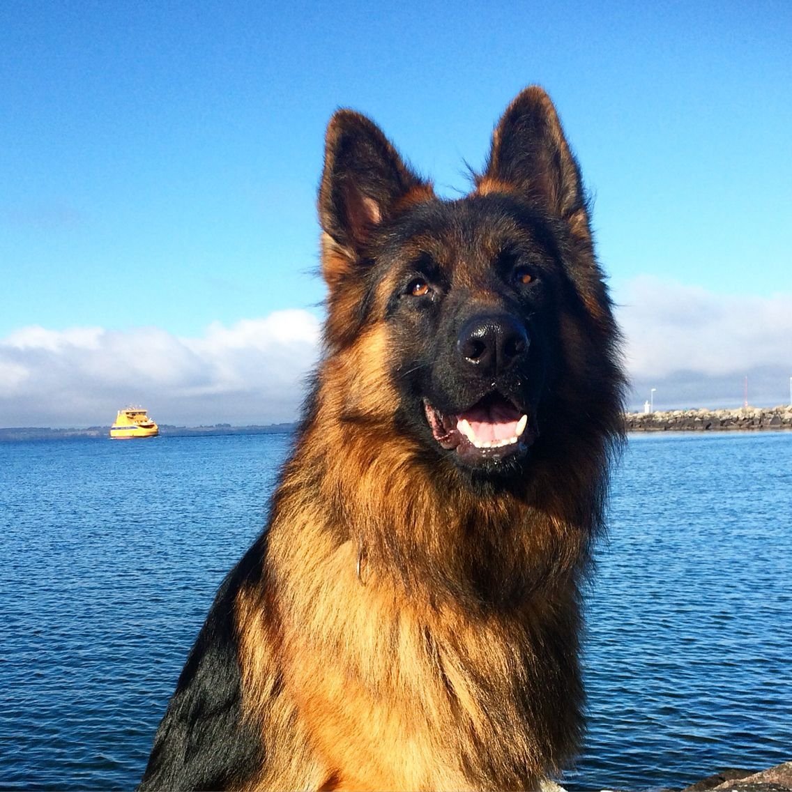 Бельгийская овчарка