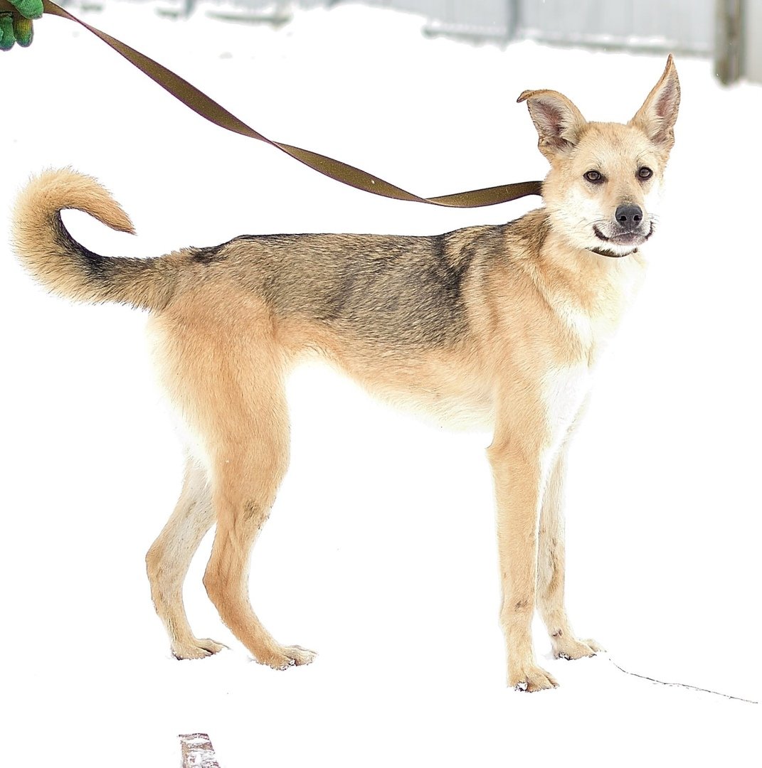 Собака с длинным носом