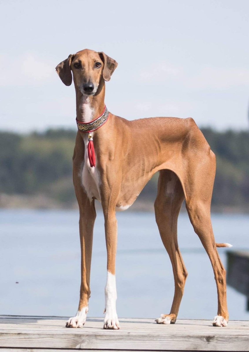 Бордер Уиппет