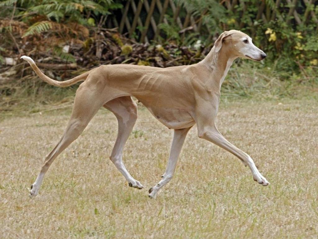 Салюки порода собак