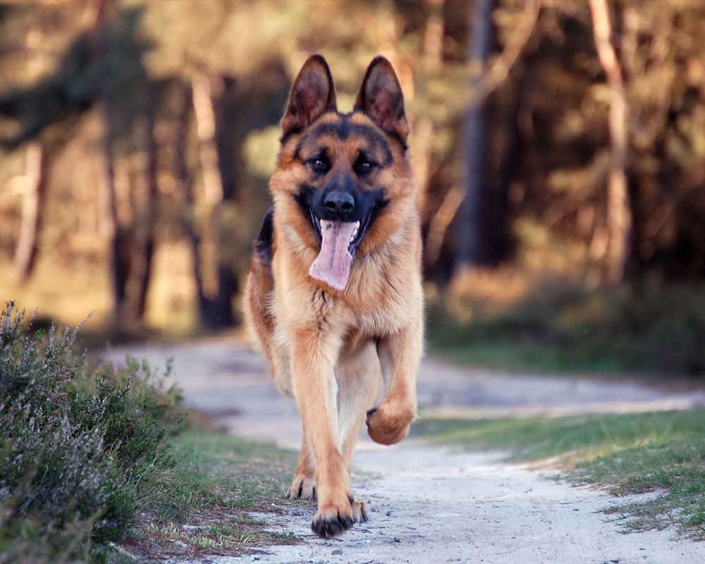 Немецкая овчарка