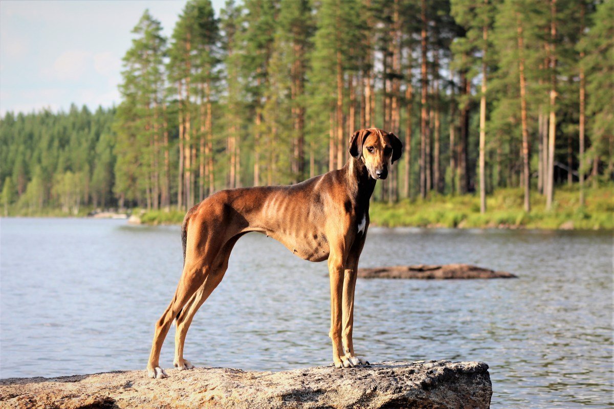 Африканская борзая