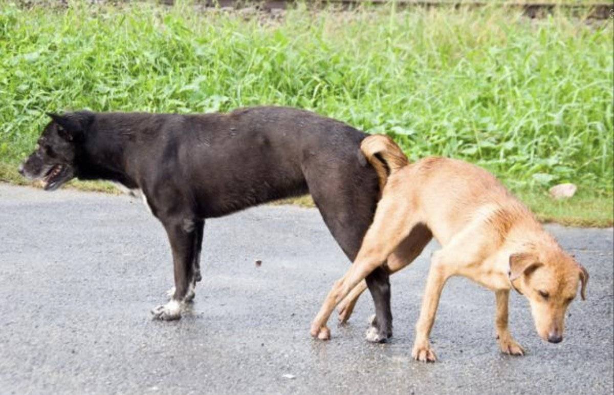 Порода собак Доберман-пинчер