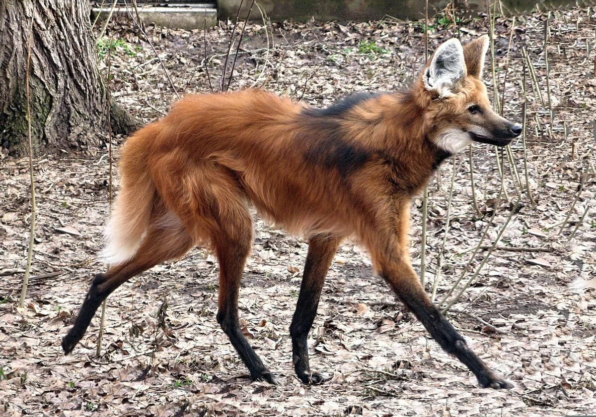 Борзая порода салюки