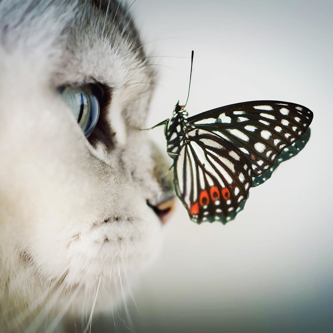 Кот и бабочка