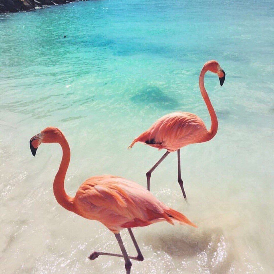 Венесуэла Фламинго закат