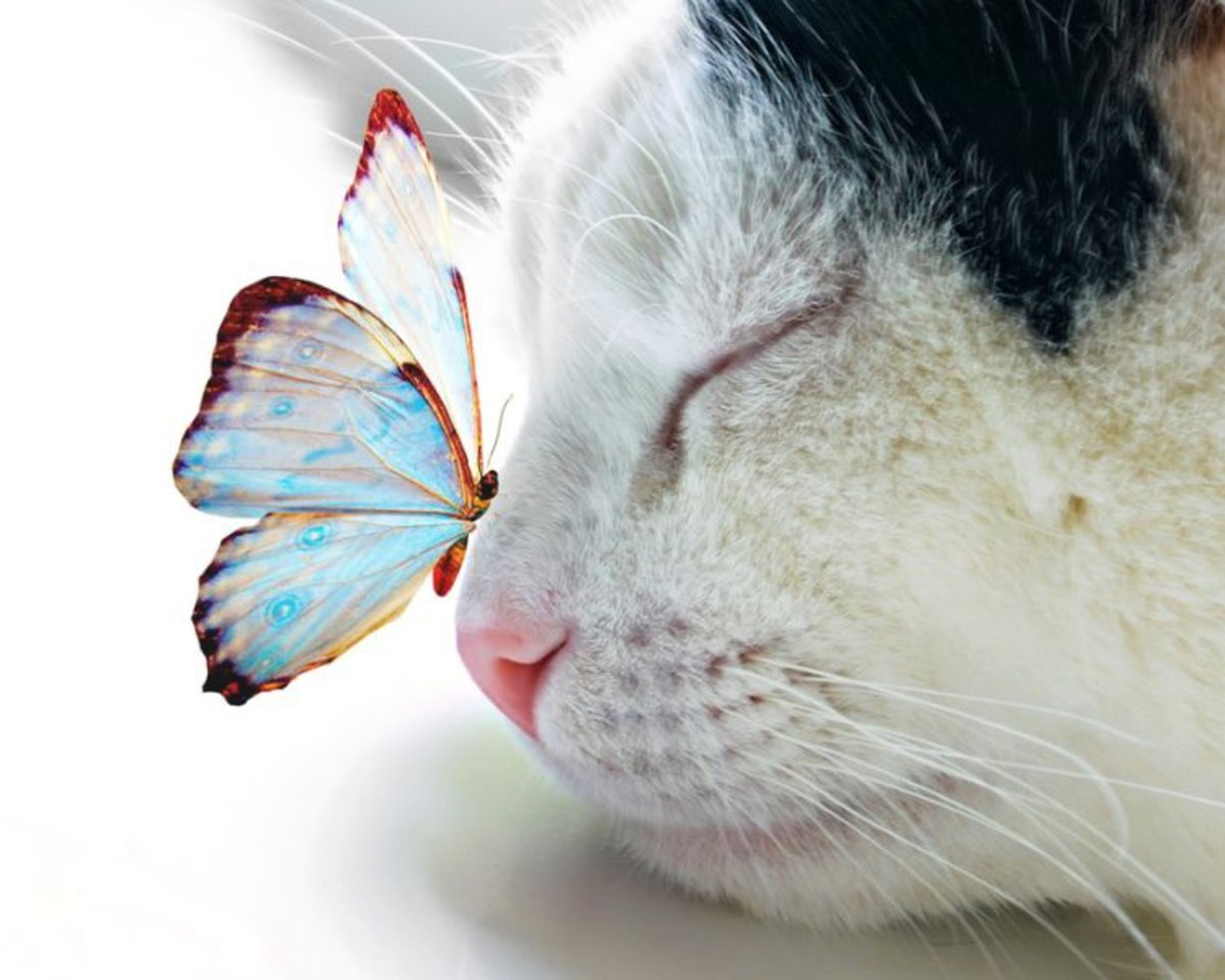Красивые кошки с бабочками