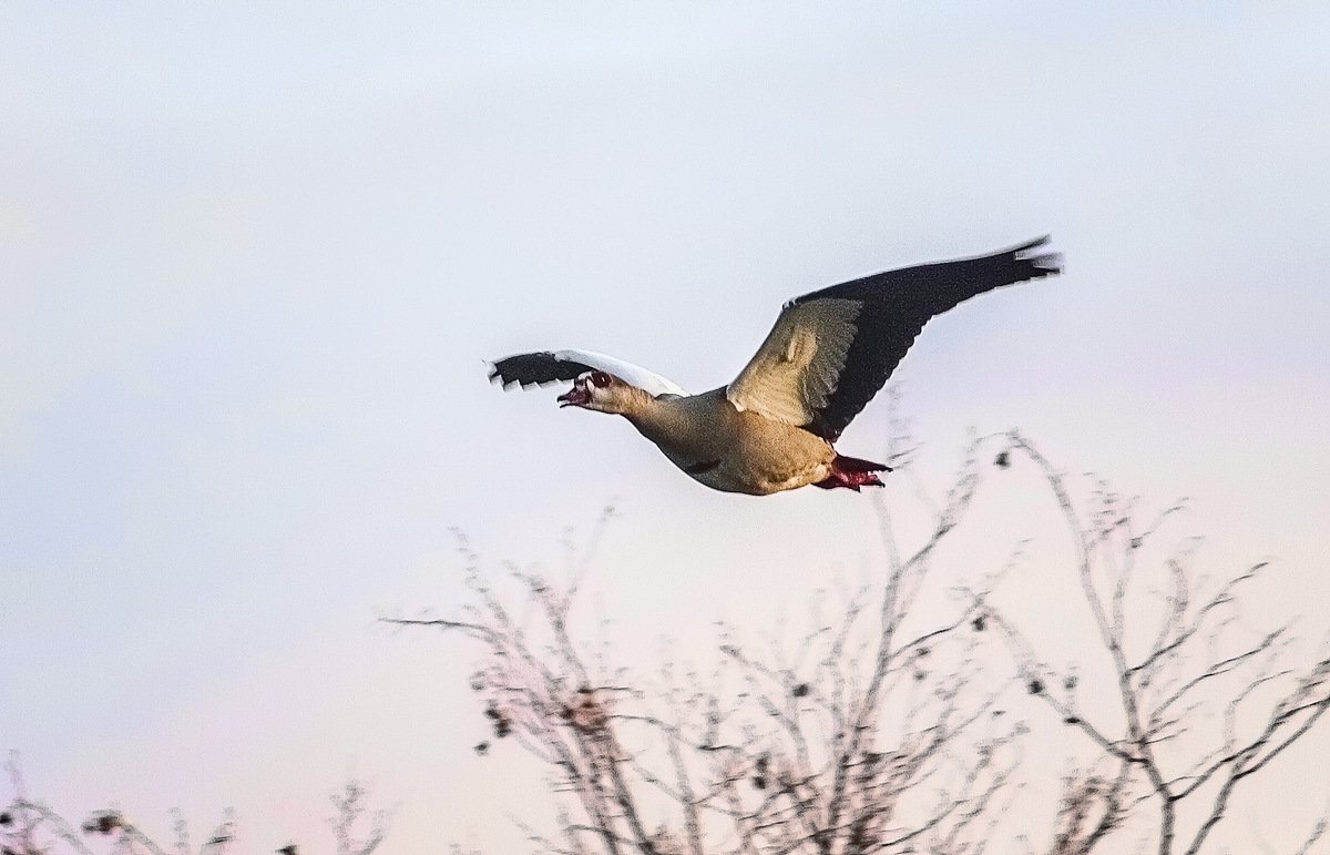 Гусь пискулька полет
