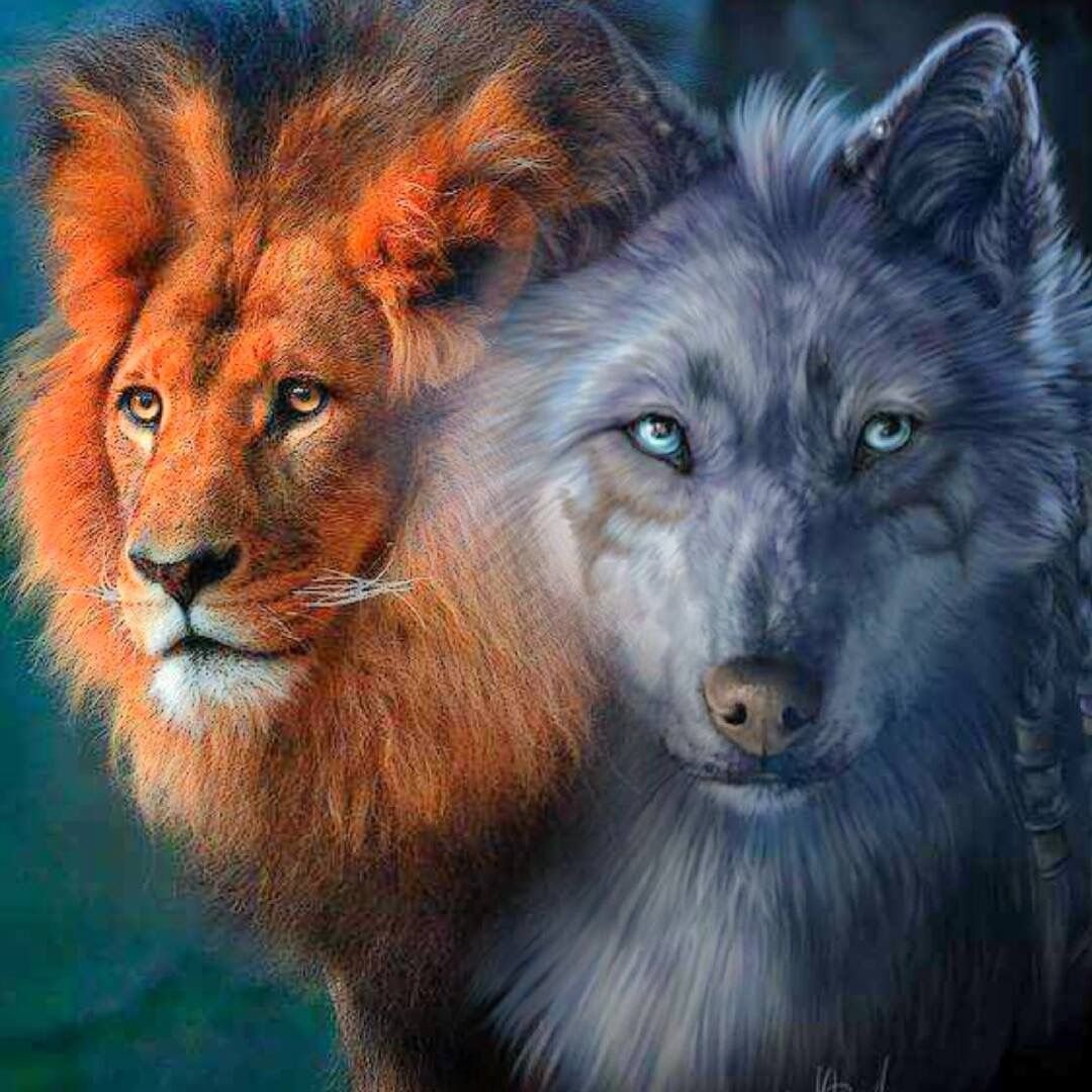 Волчица и Лев
