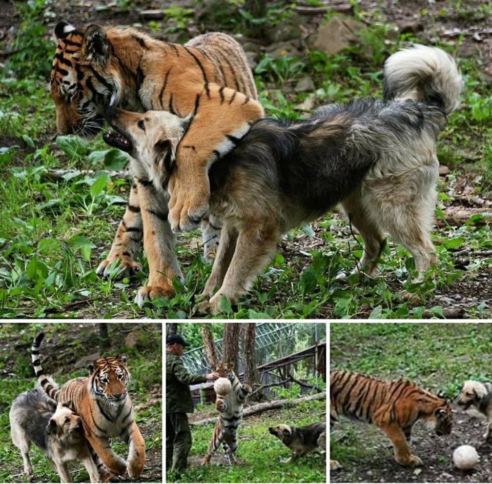 Тигрёнок Шерхан и собака табаки