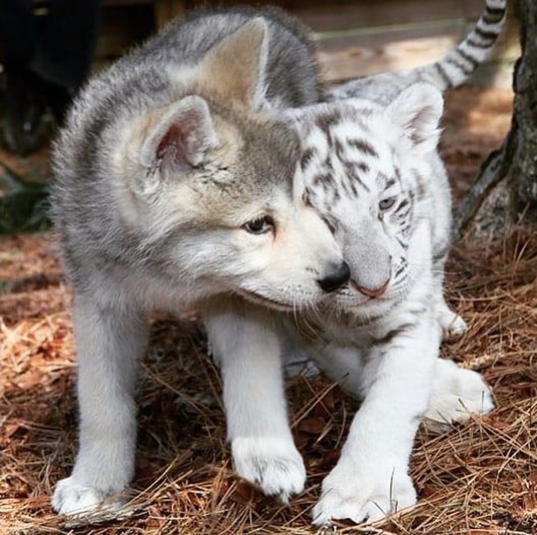 Тигр и Волчонок