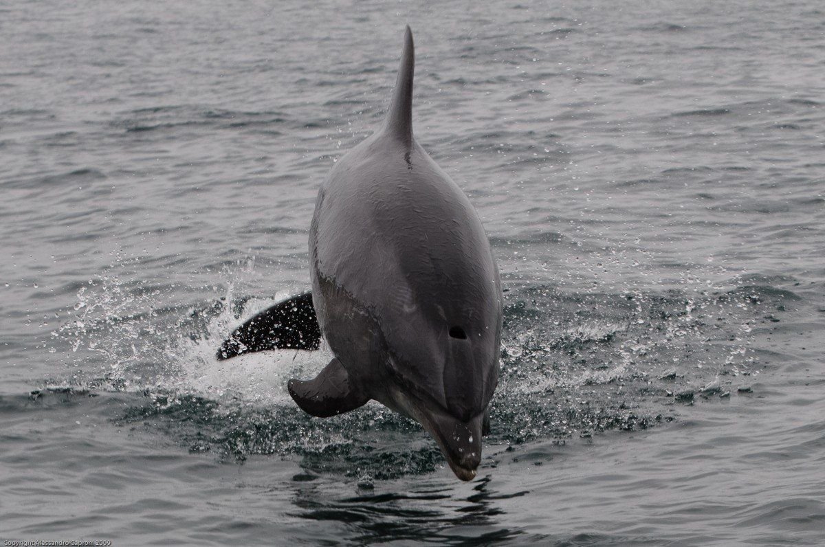 Соль-Илецк черный Дельфин