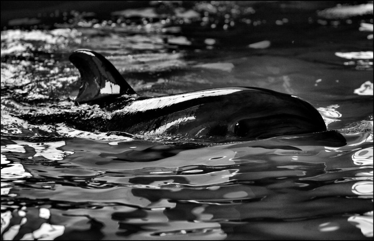 Город соль-Илецк черный Дельфин