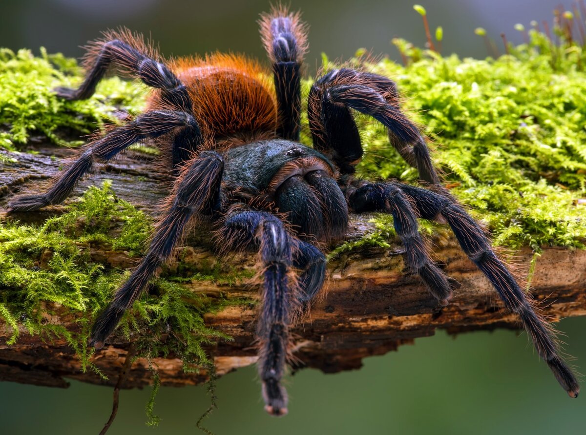 Белый птицеед