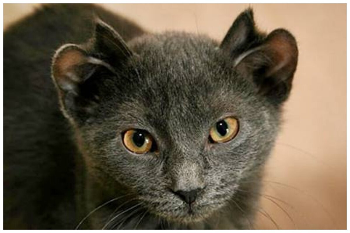 Как выглядит отит у кошек