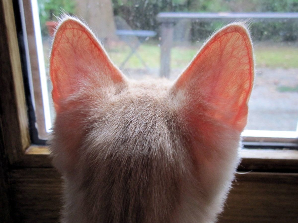 Что делать, если у кота пятна на ушах?