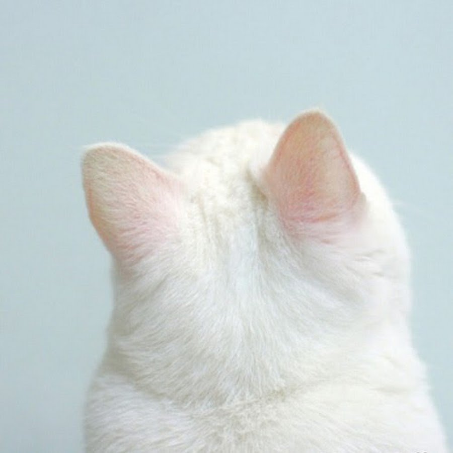 Уши просвечивают на солнце