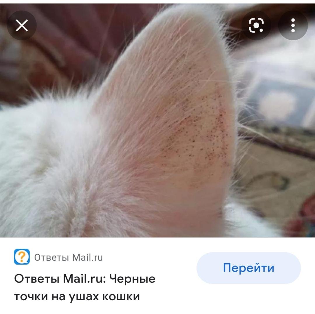 Черные кошачьи ушки