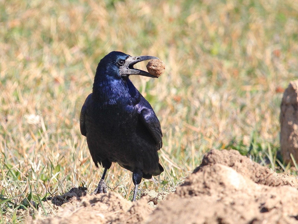 Птенец Грача