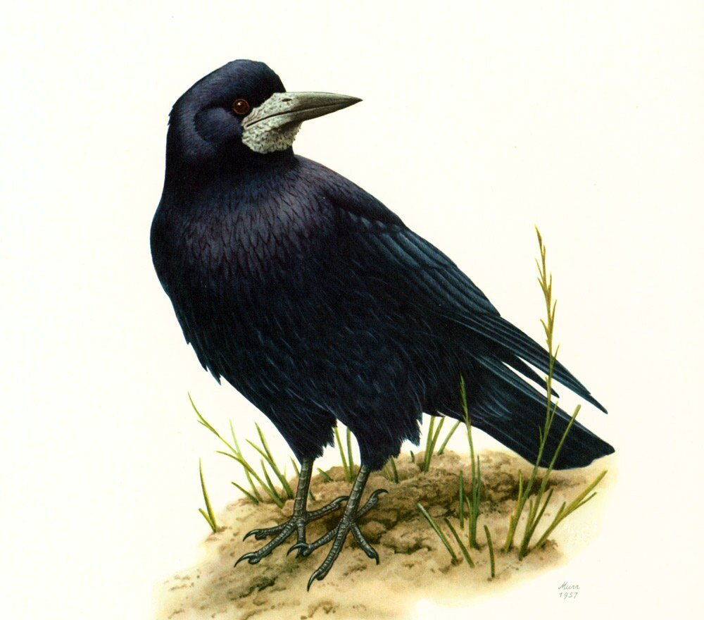 Птички Грачи маленькие рисунок