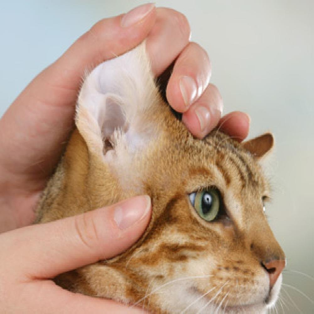 Корниш рекс отит