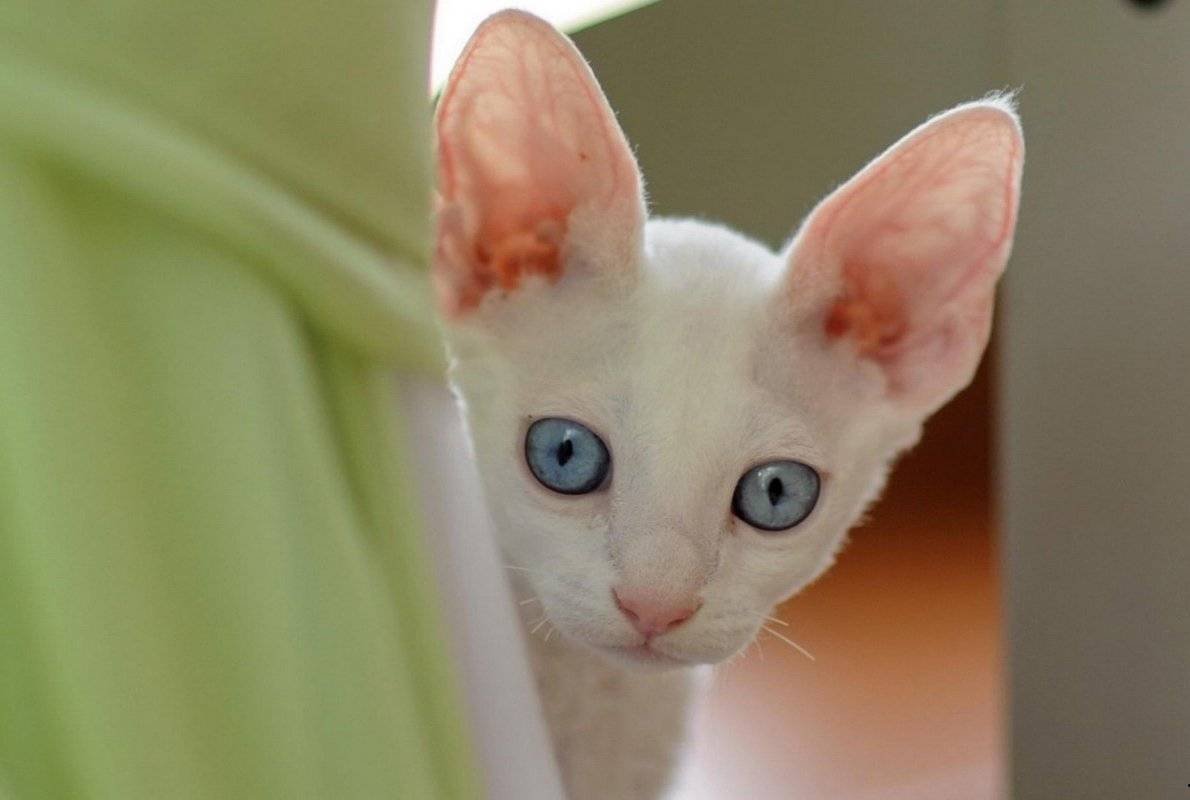 Кошачьи уши