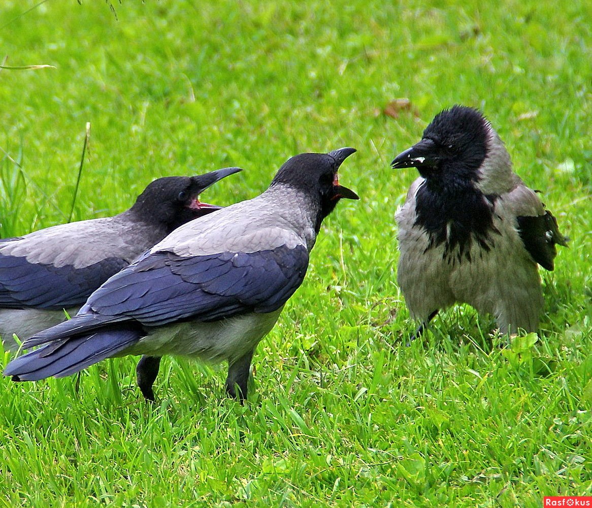 Ворон птица птенец