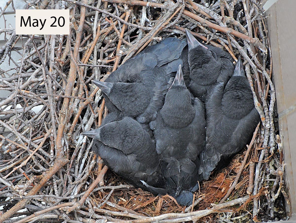 Вороньё гнездо