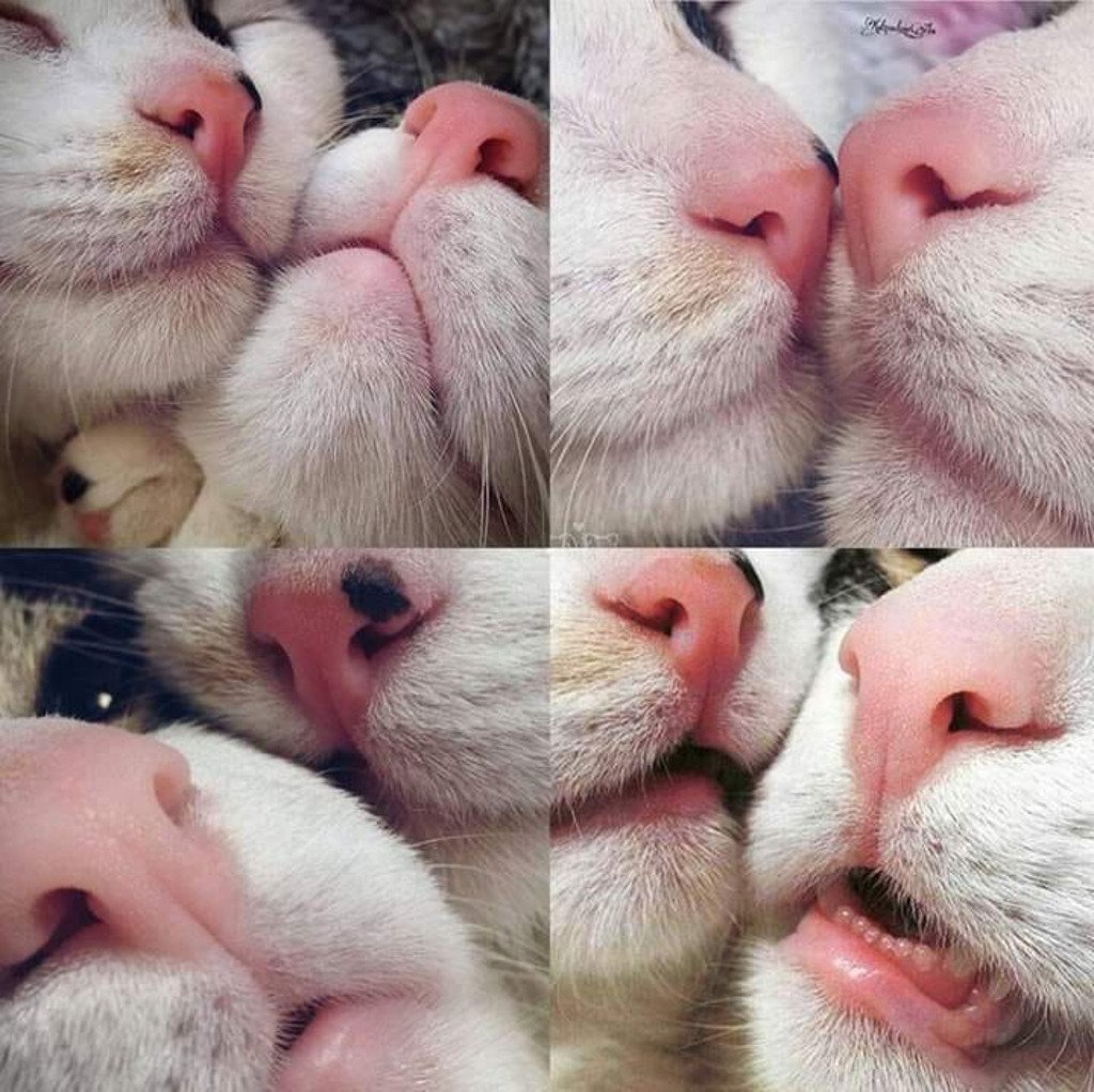 Южноафриканская большеухая лисица