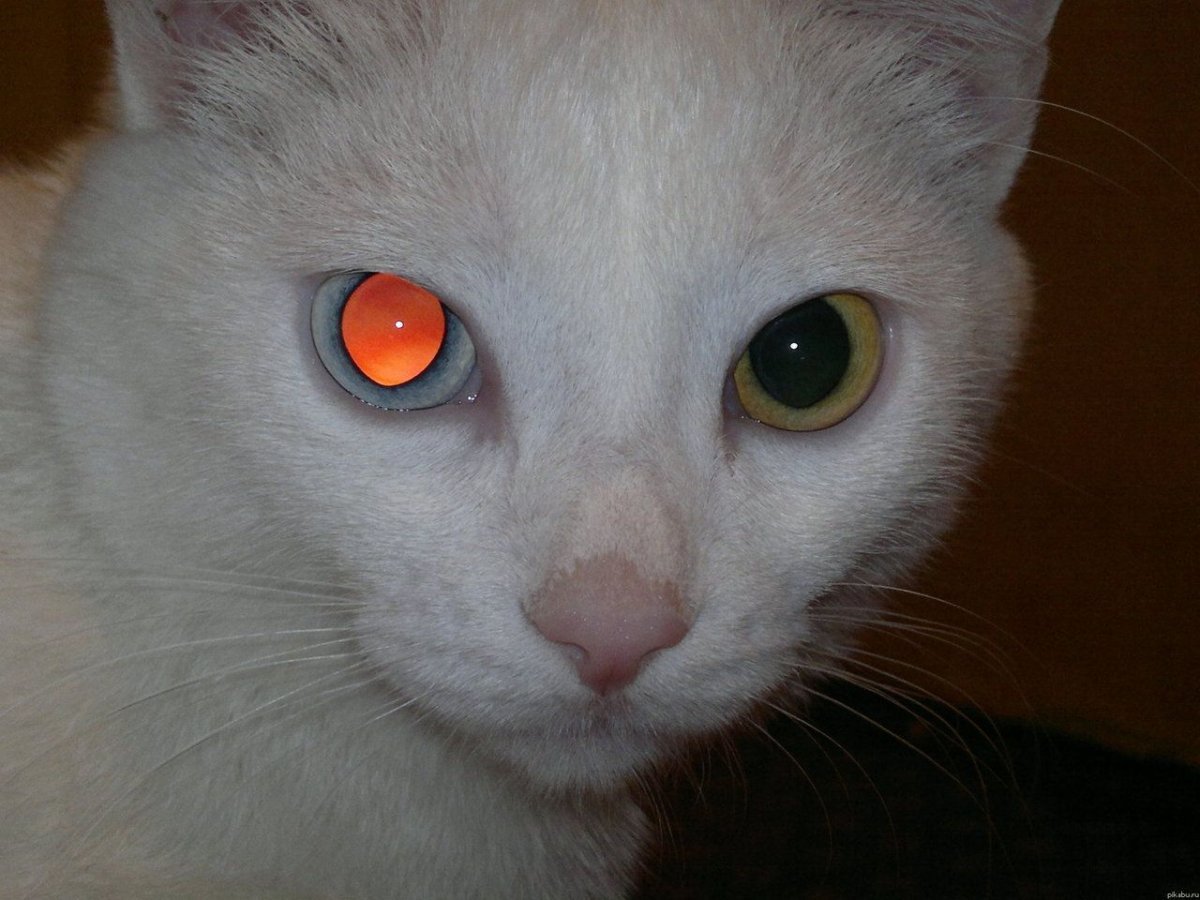 Кошачьи уши