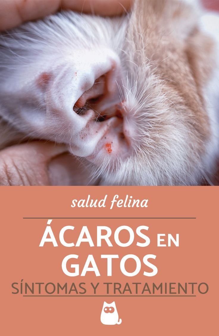 Серьги кошки