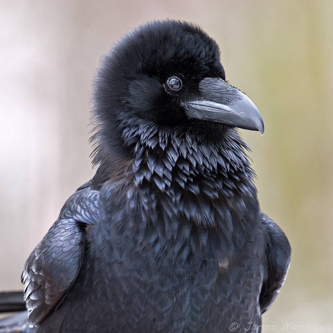 Птенцы слётки вороны