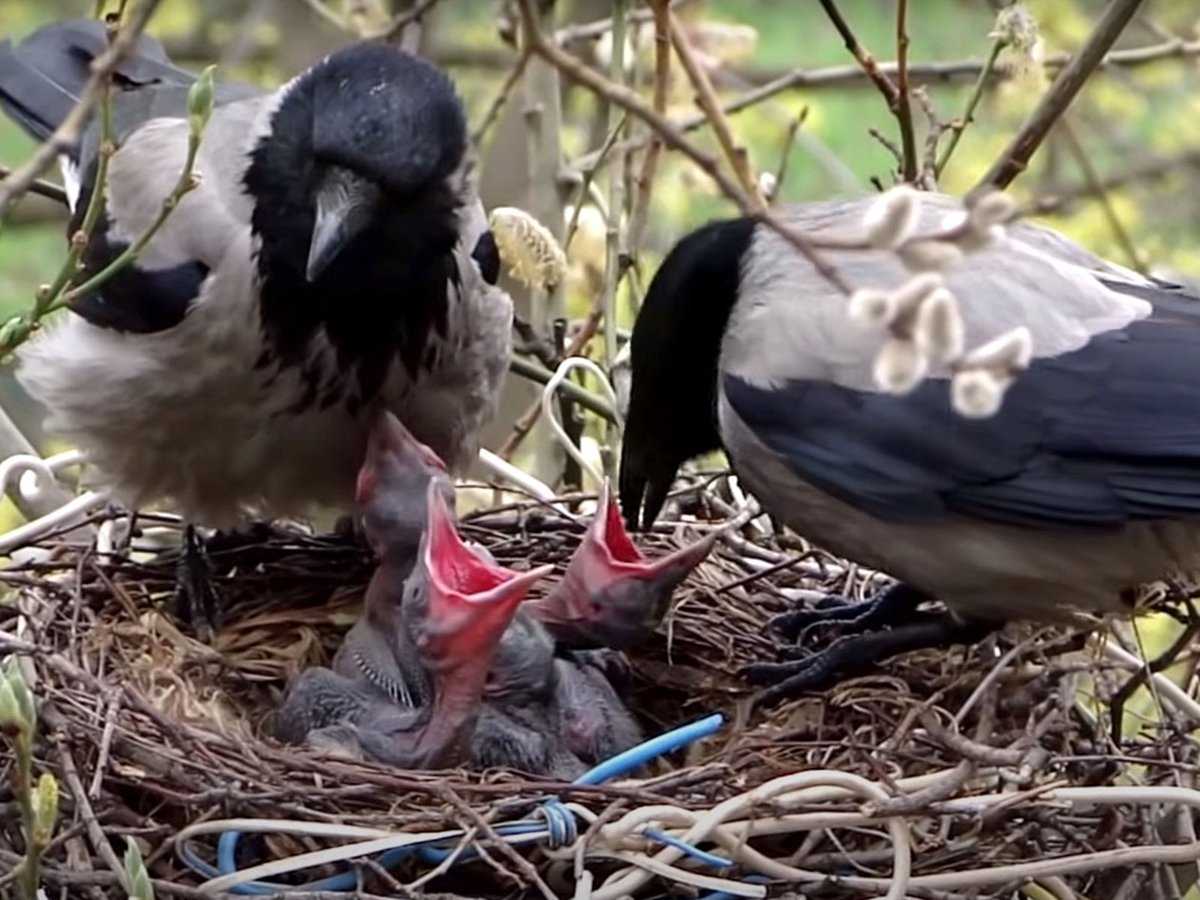 Птенец Грача