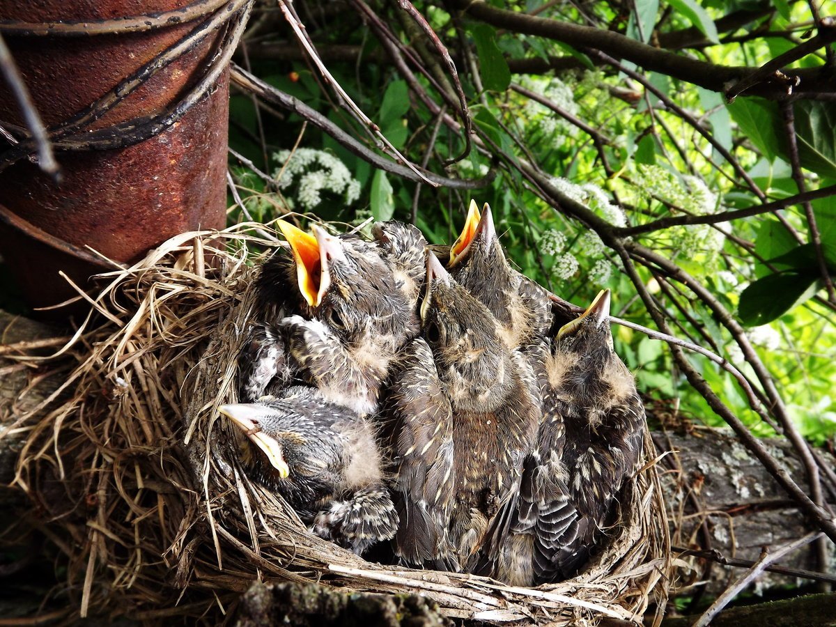 Стриж птенец желторотик