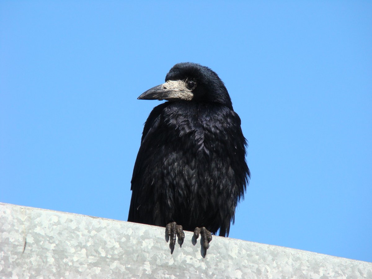 Карточки Грач - Грачонок - грачата,