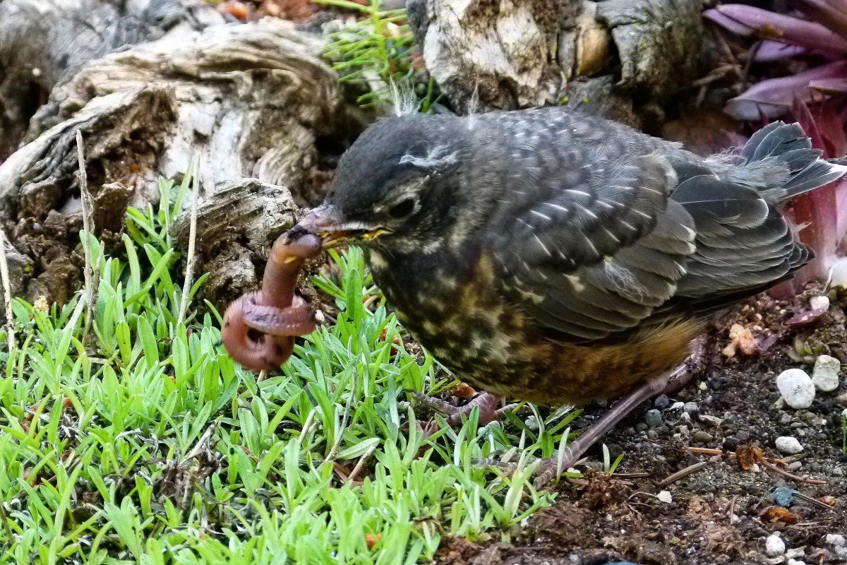 Галка каркает