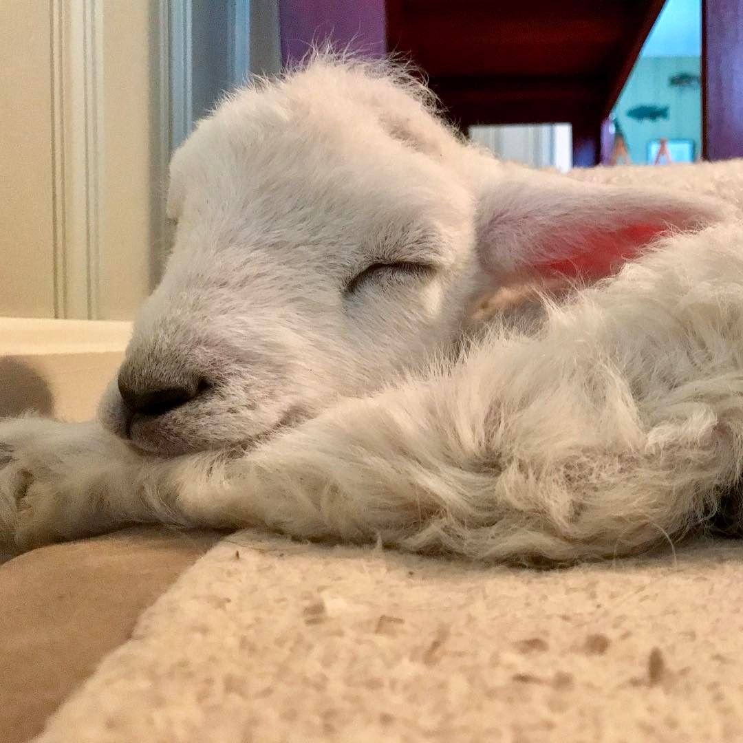 Зак Батлер кудрявый ягненок