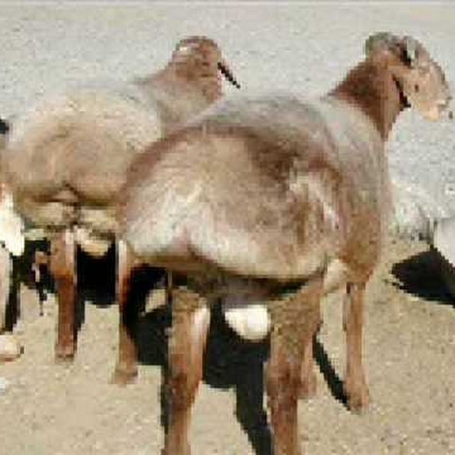 Лама животное стрижка