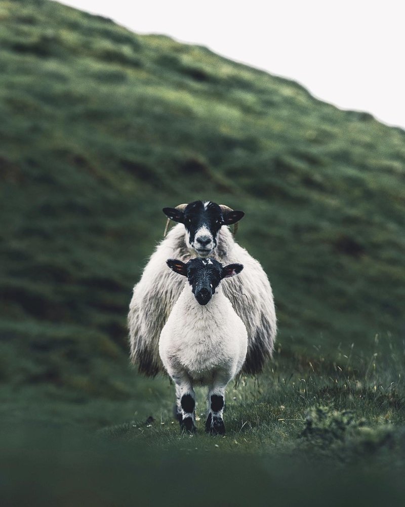 Баран сбоку