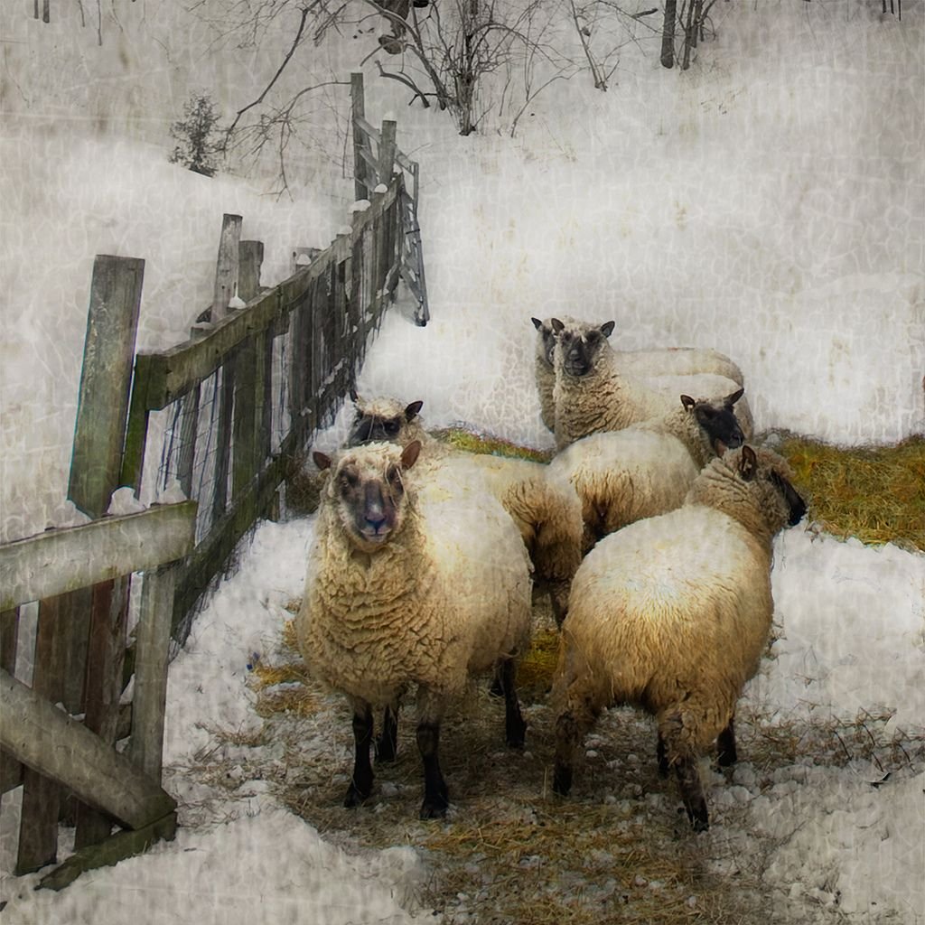 Пастырь овцы HD